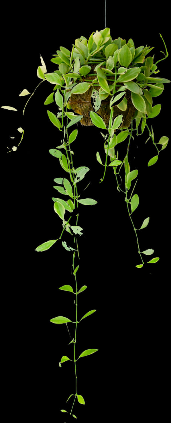 Elegant Hanging Plant Black Background