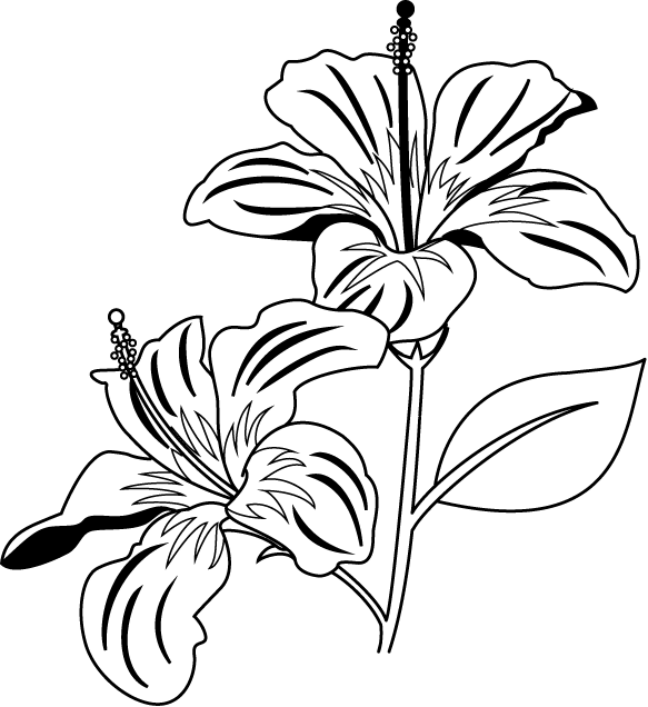 Elegant Hibiscus Floral Illustration B W