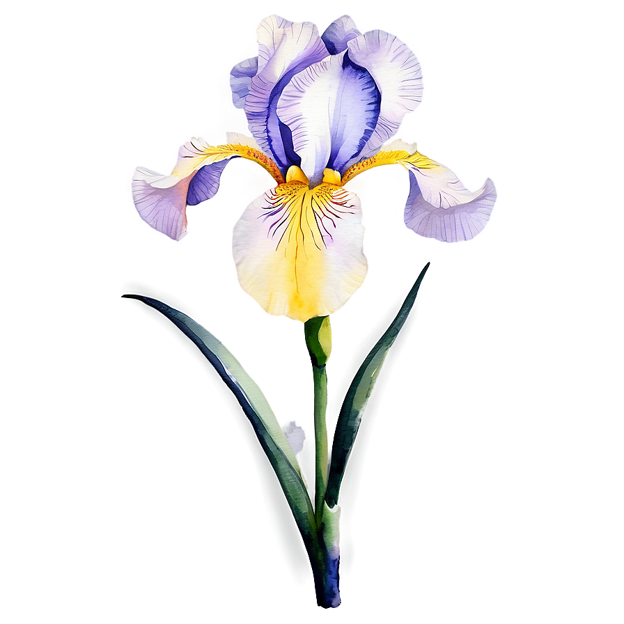 Elegant Iris Watercolor Png Tkx