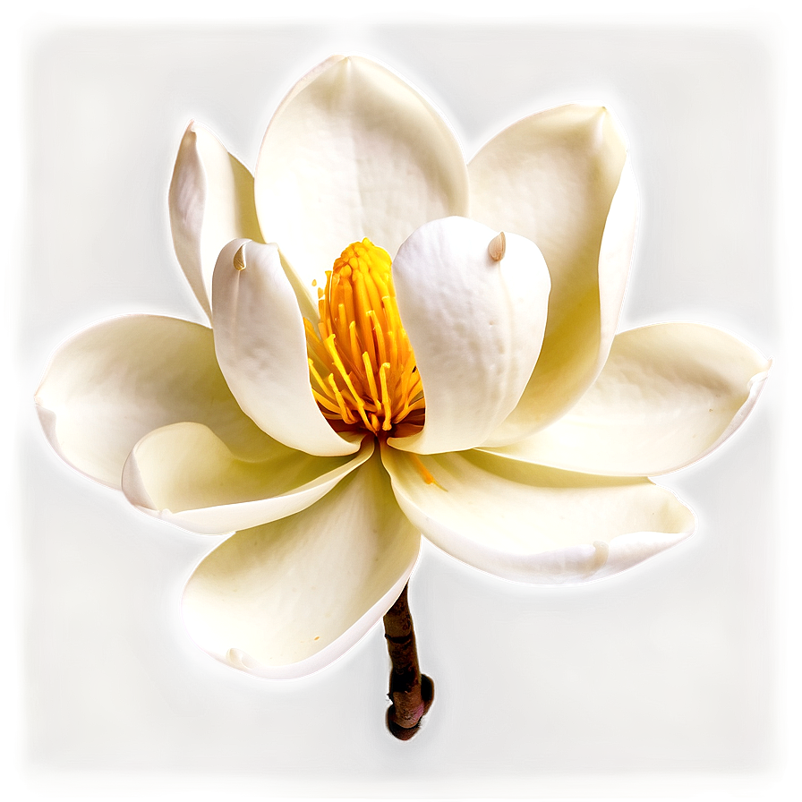 Elegant Magnolia Flower Png Adf21