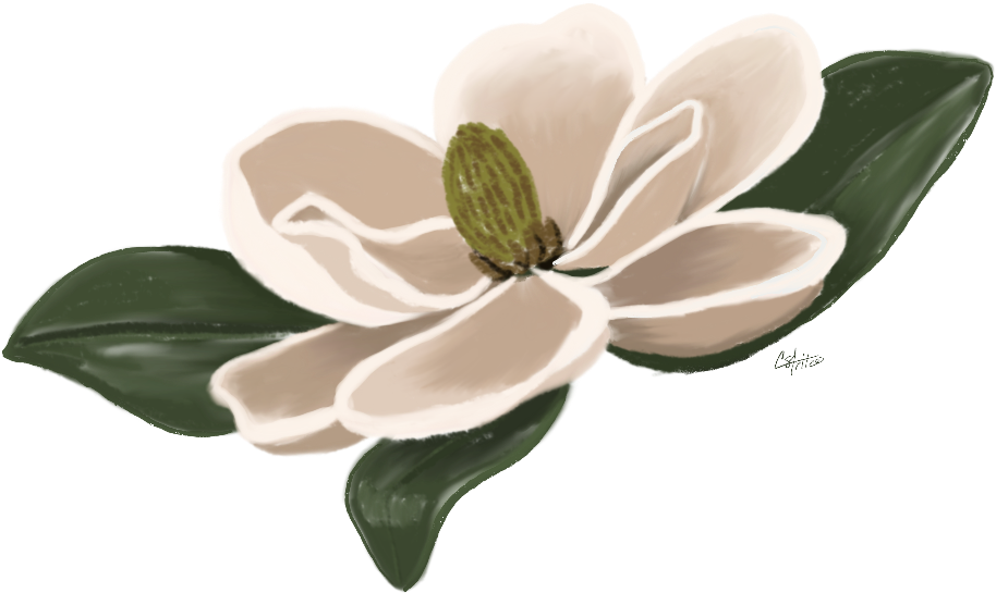 #flower #magnolia #floral #freetoedit - Southern Magnolia, HD Png Download PNG with transparent background