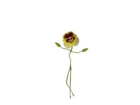 Elegant Pansy Black Background