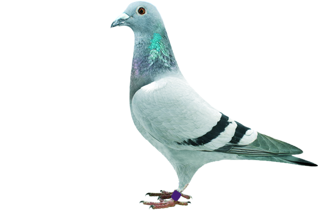 Elegant Pigeon Standing