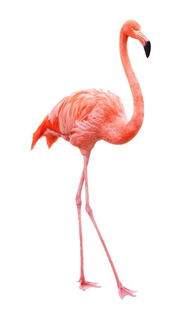 Elegant Pink Flamingo Standing PNG with transparent background
