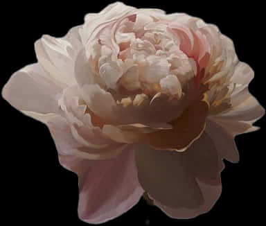 Elegant Pink Peony Flower