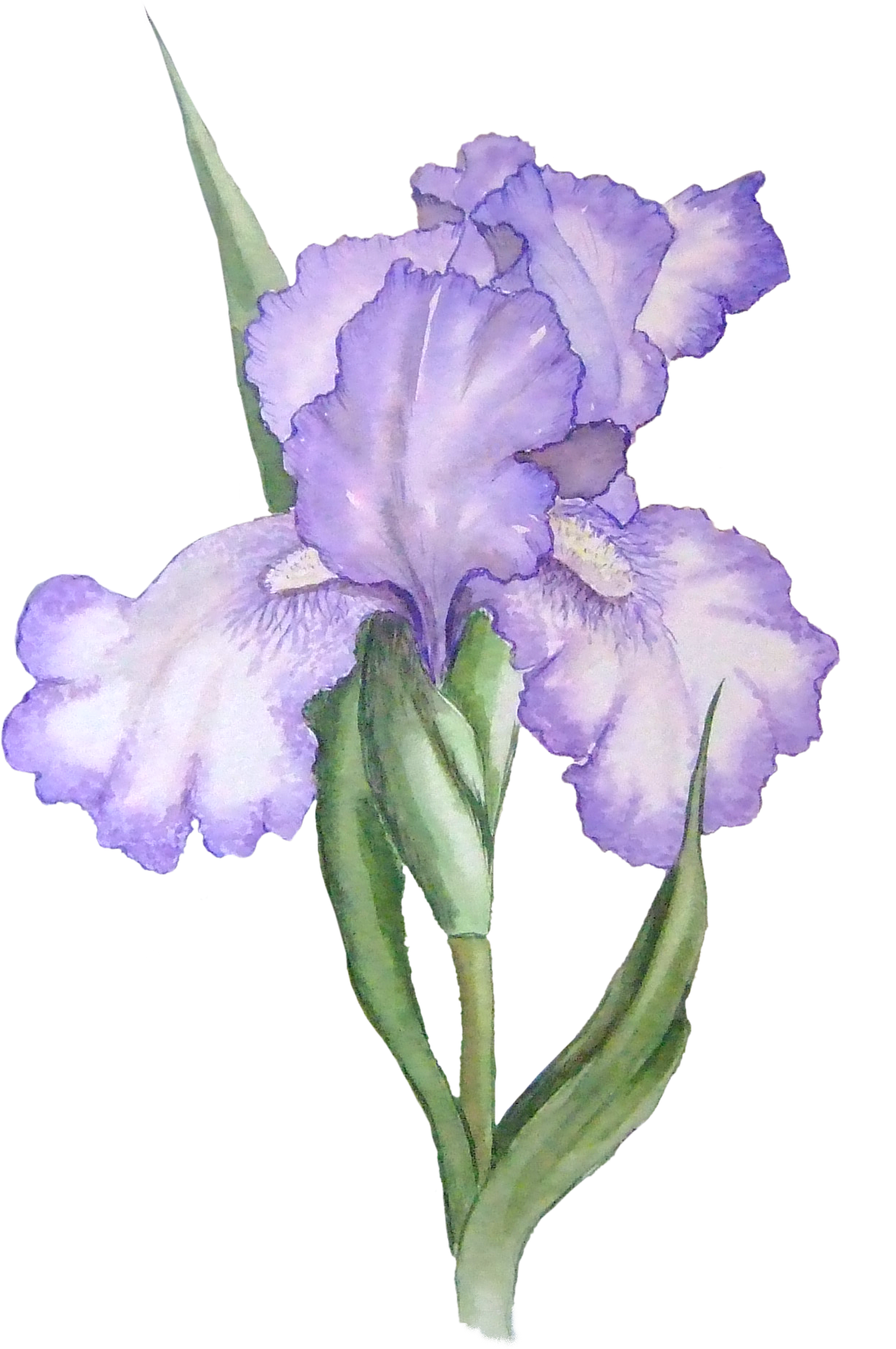 Transparent Background Purple Flower Transparent, HD Png Download PNG with transparent background