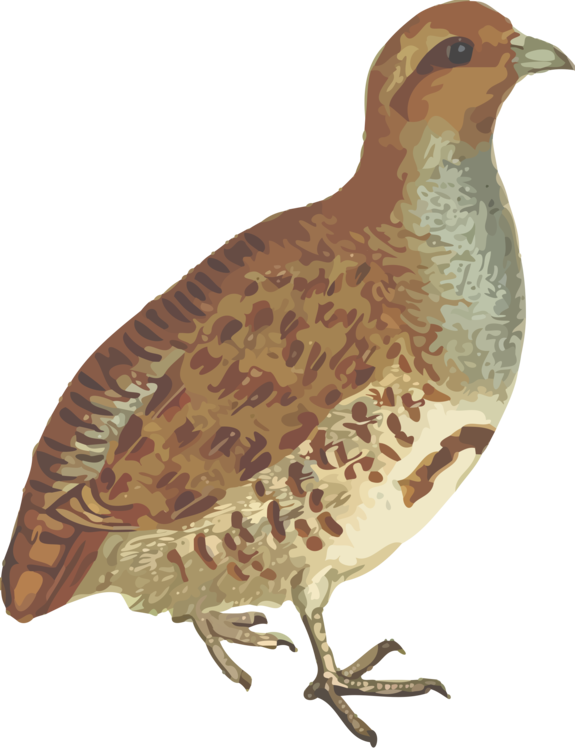 Elegant Quail Illustration