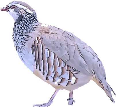 Elegant Quail Profile