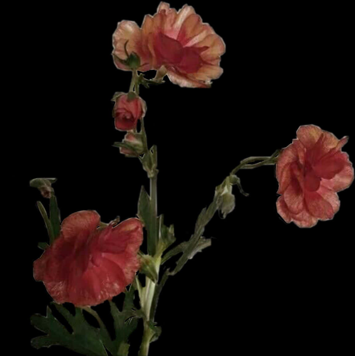 Elegant Red Carnation Flowers Dark Background