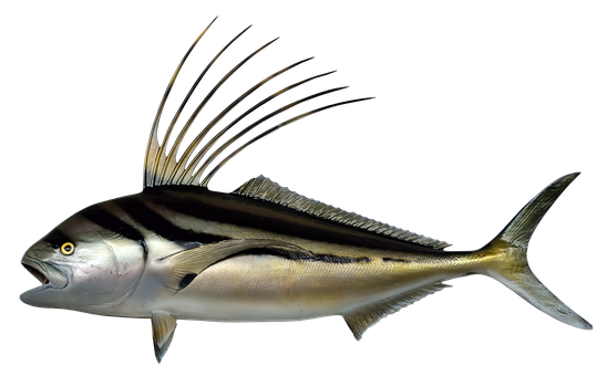 Elegant Roosterfish Swimming