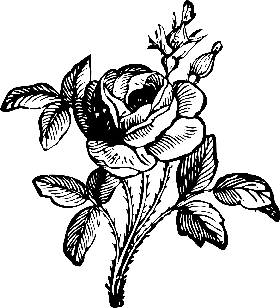 Elegant Rose Line Art PNG image with a transparent background, free high-resolution download