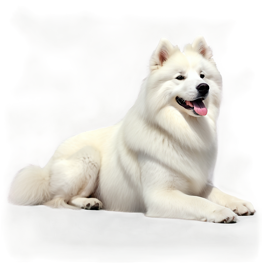 Elegant Samoyed Sitting Png Mfh