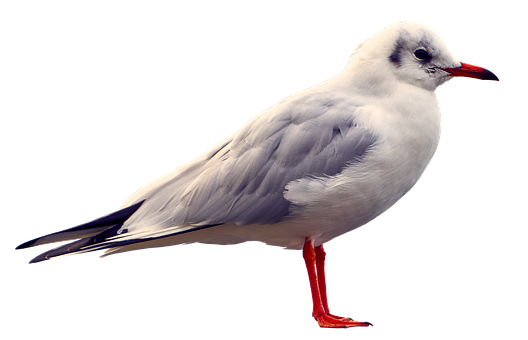 Elegant Seagull Black Background PNG with transparent background