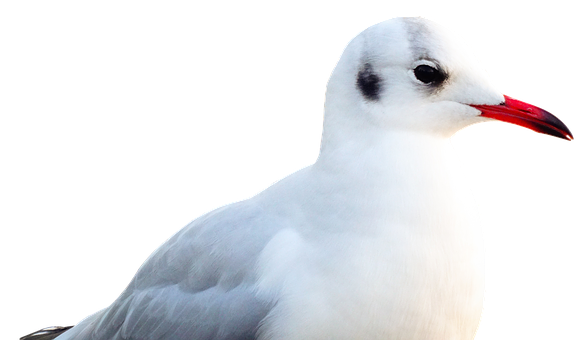 Elegant Seagull Portrait PNG with transparent background