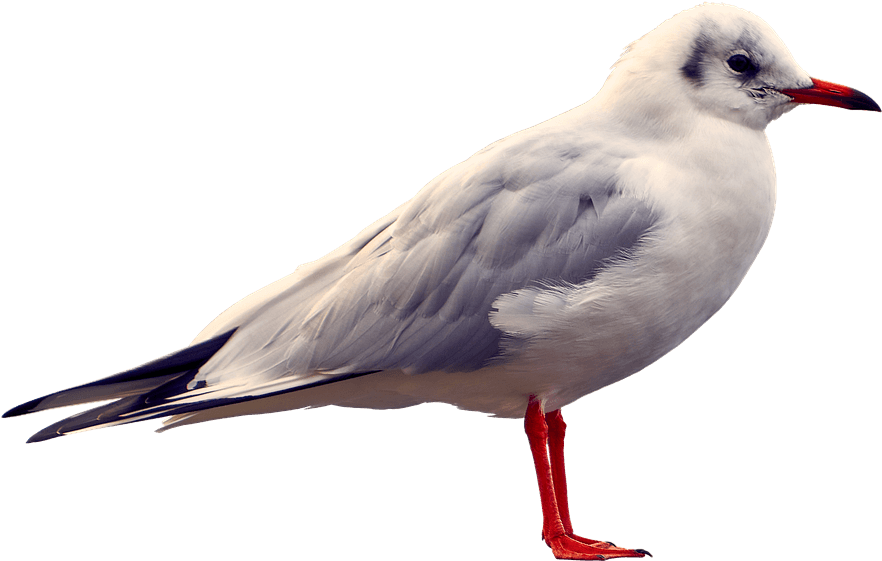 Elegant Seagull Standing