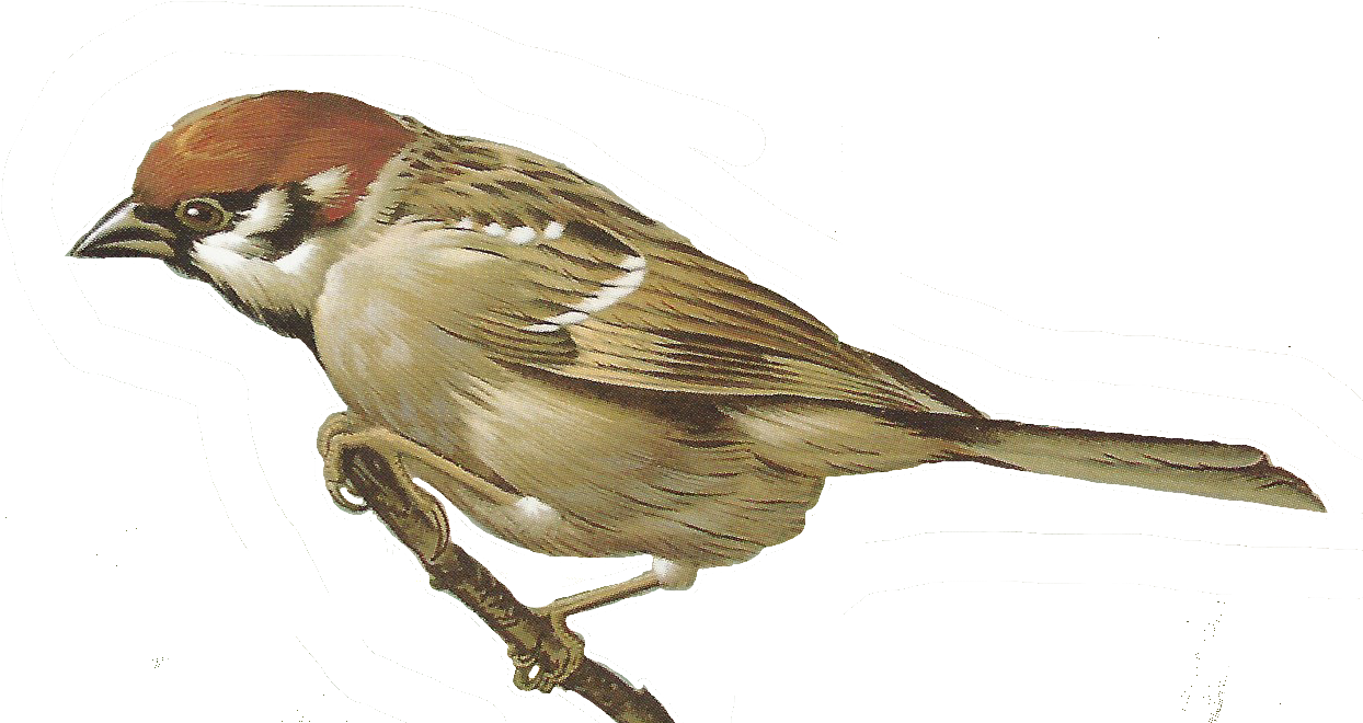 Elegant Sparrow Illustration