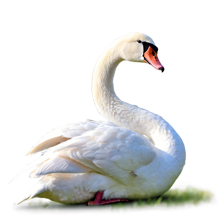 Elegant Swans Png 65