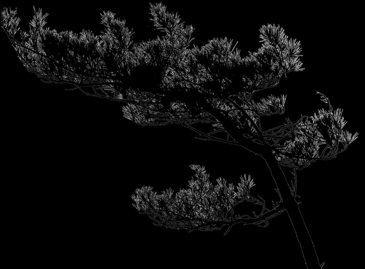 Elegant Tree Silhouette Against Dark Background.jpg PNG with transparent background