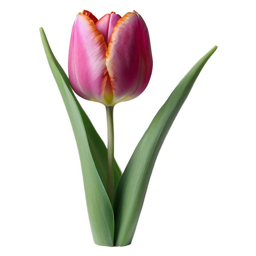 Elegant Tulip Png 87