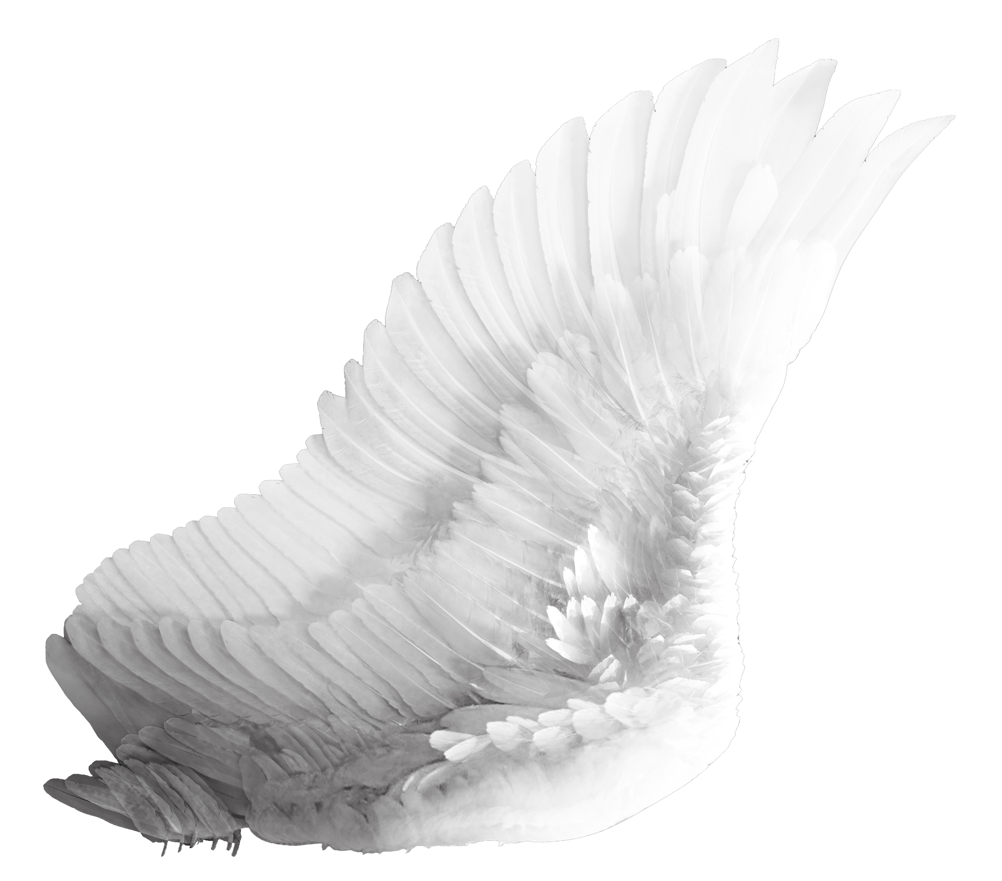 Elegant White Bird Wing PNG with transparent background