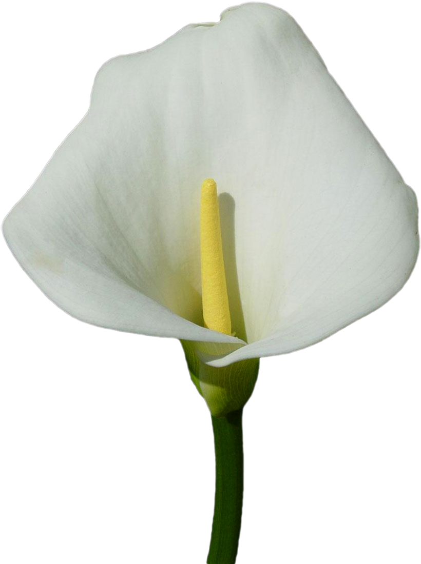 Elegant White Calla Lily