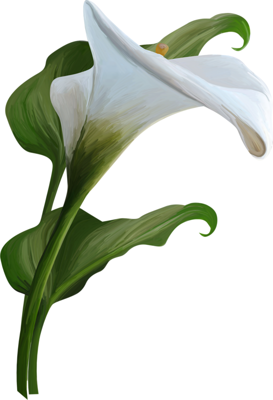 Elegant White Lily Artwork