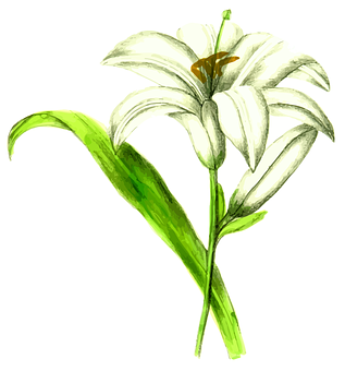 Elegant White Lily Illustration PNG with transparent background