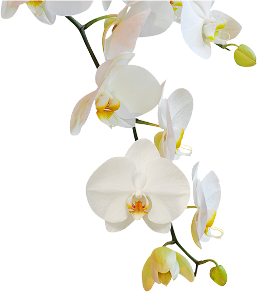 Flowering Plant,moth Flowers,phalaenopsis Sanderiana,orchids - Png Transparente Orquideas Png, Png Download PNG with transparent background