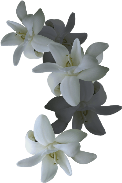 Elegant White Orchids