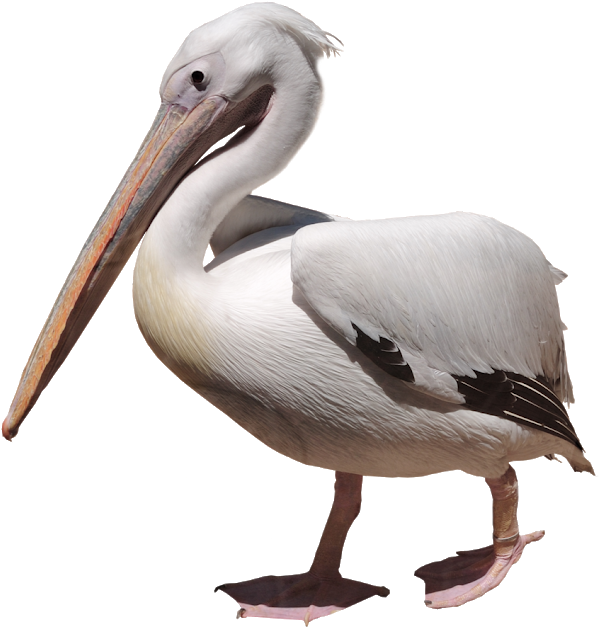 Elegant White Pelican Profile