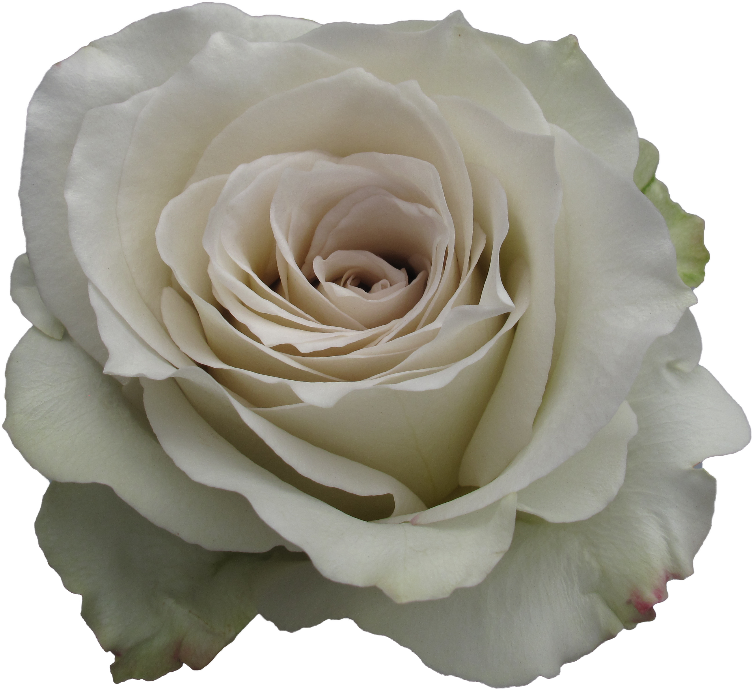 Elegant White Rose Closeup.png