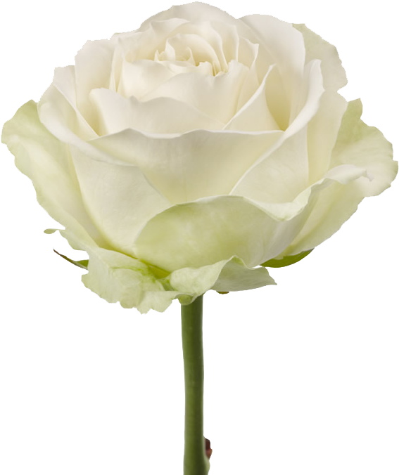 Is Obtained By Experimental Mutagenesis From Avalanche, - Rose White Avalanche Png PNG image with a transparent background, free high-resolution download