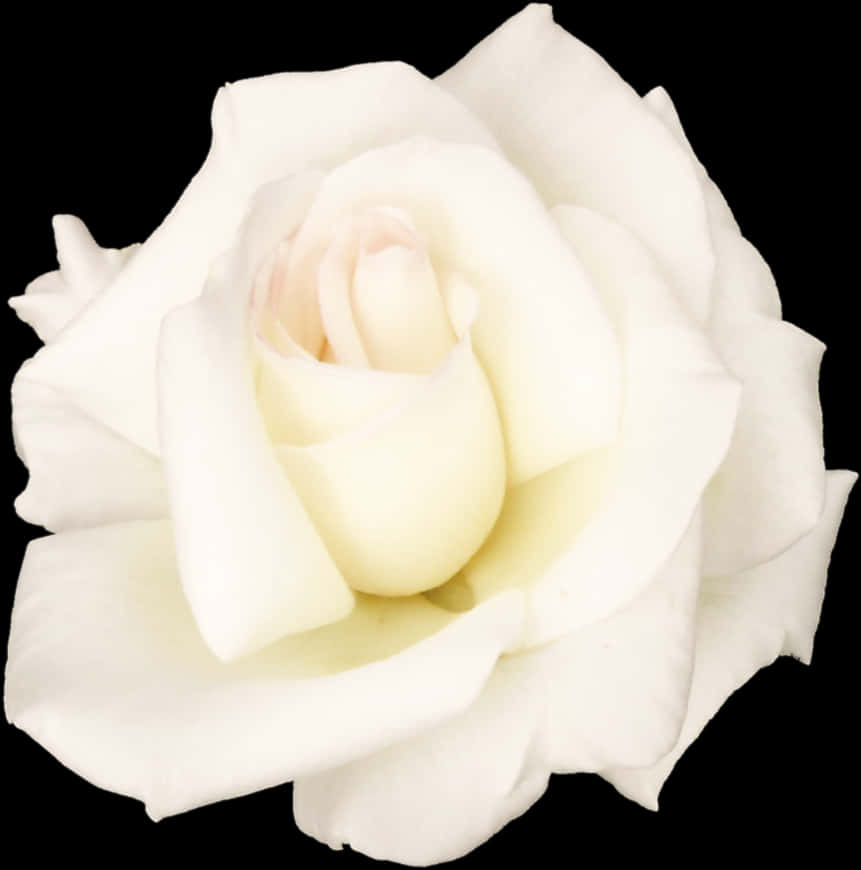 Elegant White Roseon Black Background PNG with transparent background