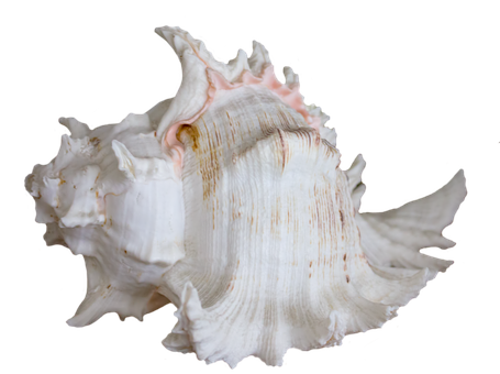 Elegant_ White_ Seashell_on_ Black_ Background.jpg PNG with transparent background