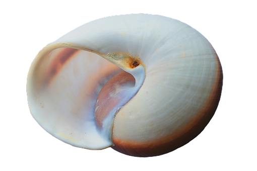 Elegant White Seashell PNG with transparent background