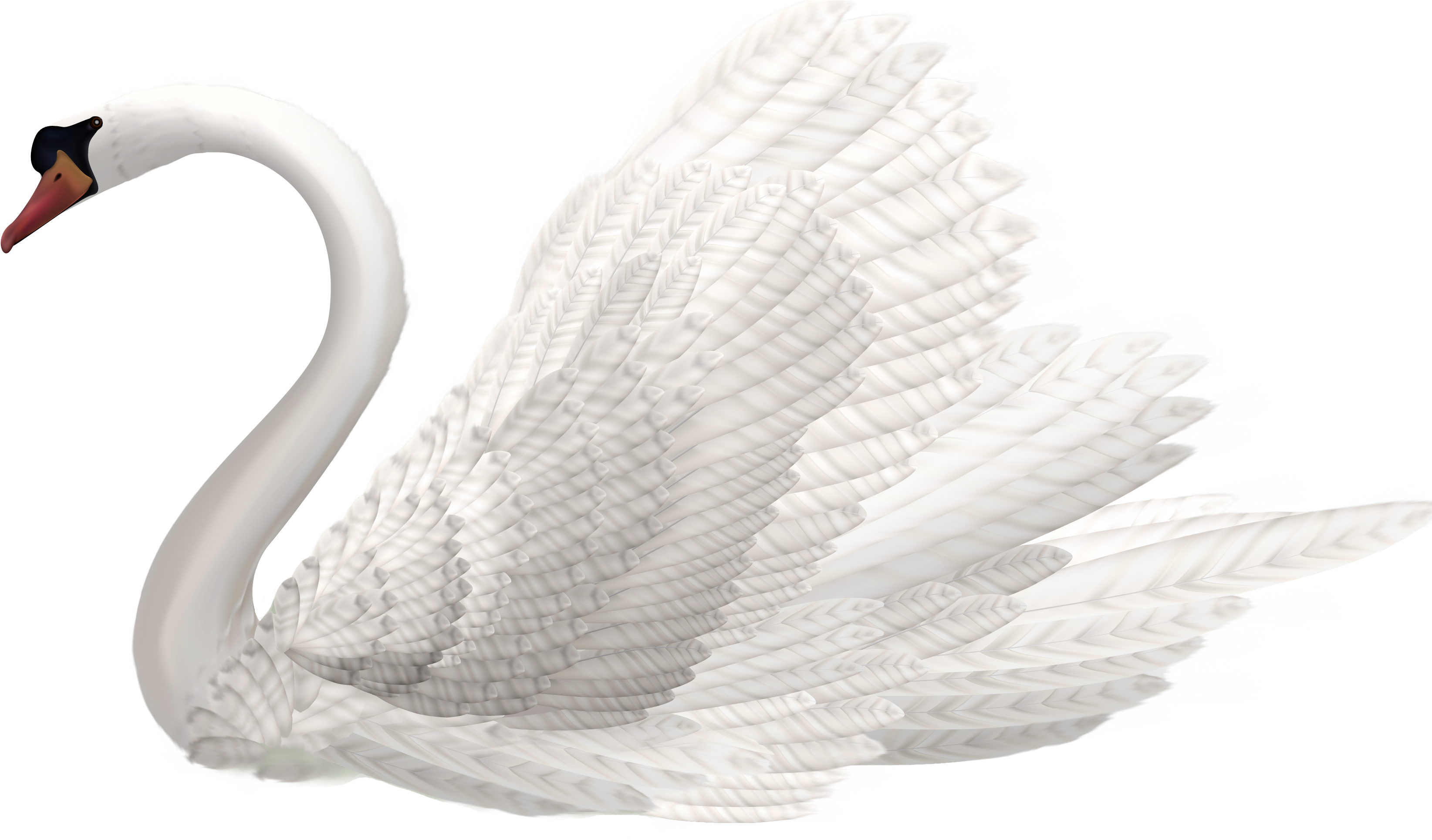 Elegant White Swan