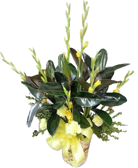 Acianthera Luteola, HD Png Download PNG with transparent background