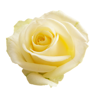 Elegant Yellow Rose Black Background PNG with transparent background