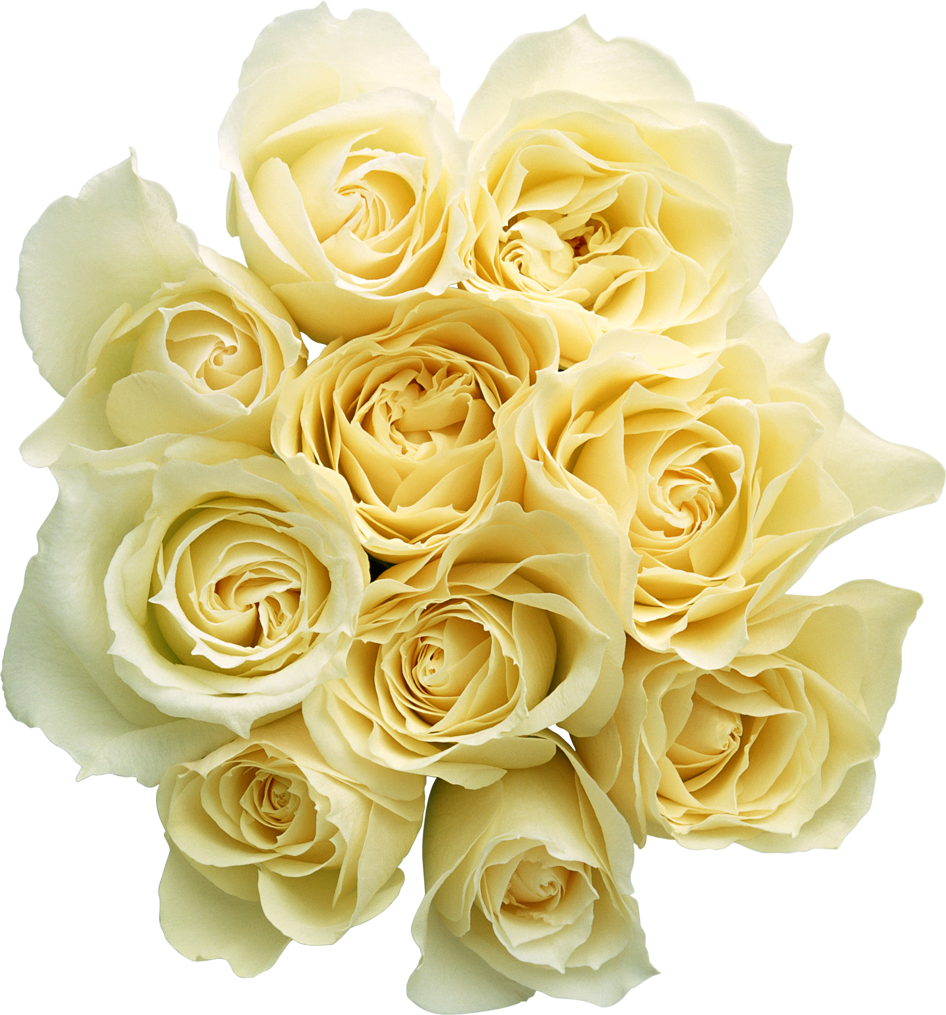 Elegant_ Yellow_ Roses_ Bouquet