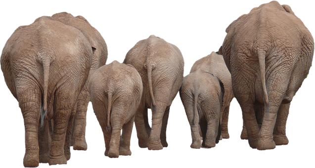 Elephant Family Walking Away PNG with transparent background