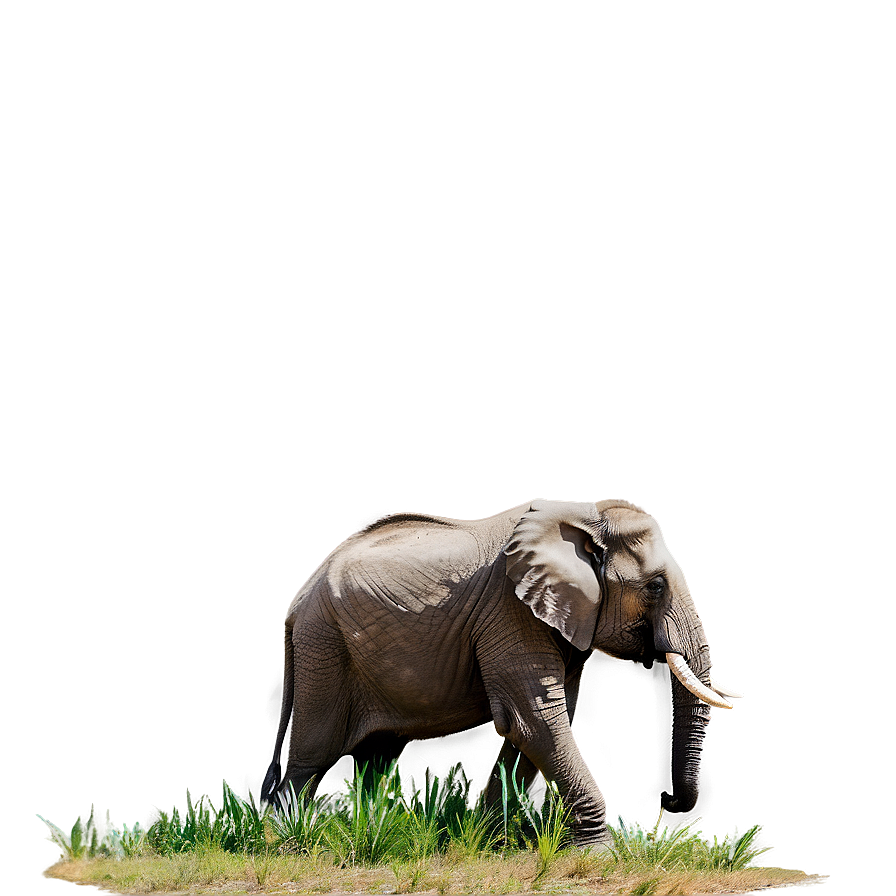 Elephant In Nature Background Png 05032024