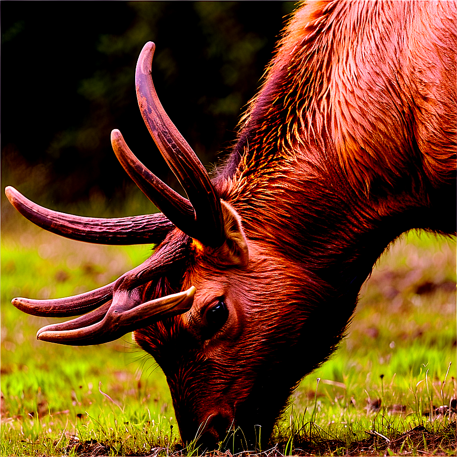 Elk Feeding Png 05242024