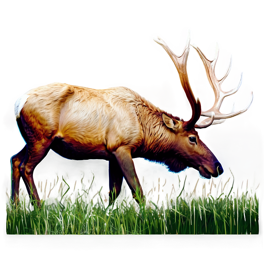 Elk Grazing Png 24