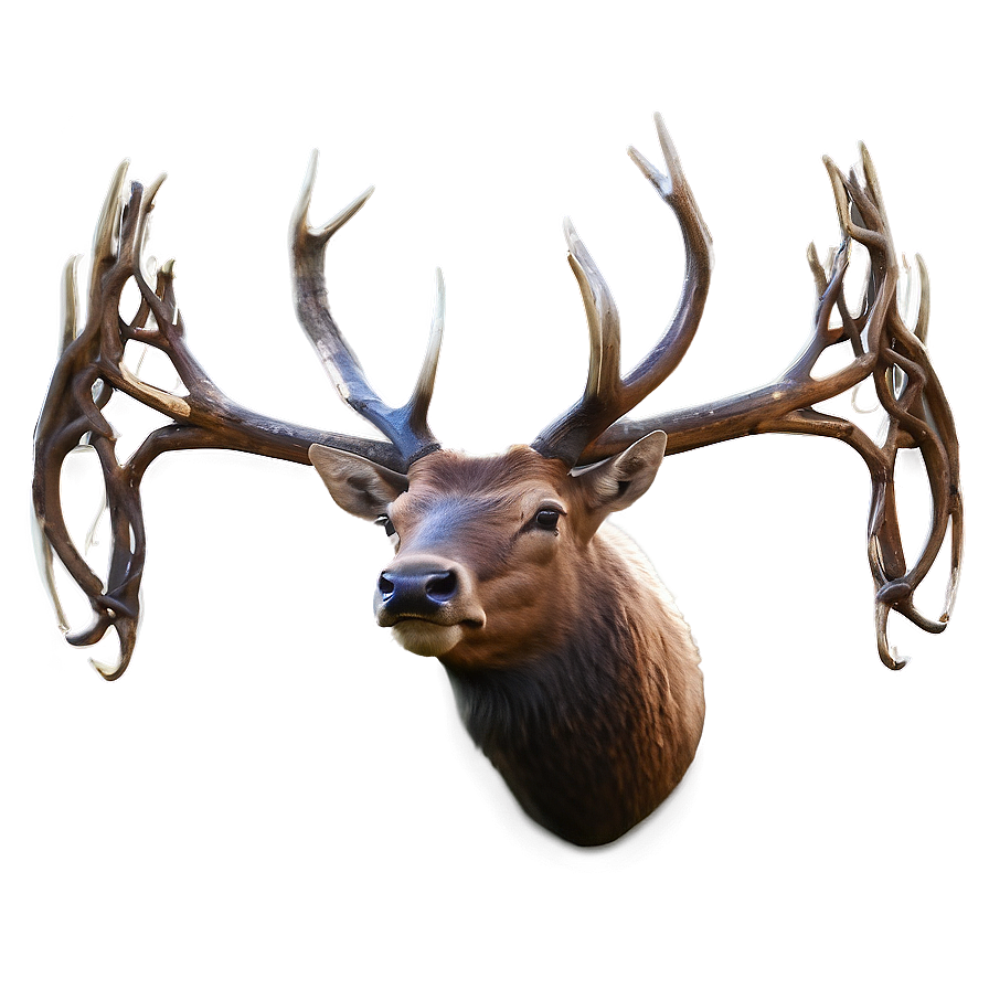 Elk Head Png 05242024