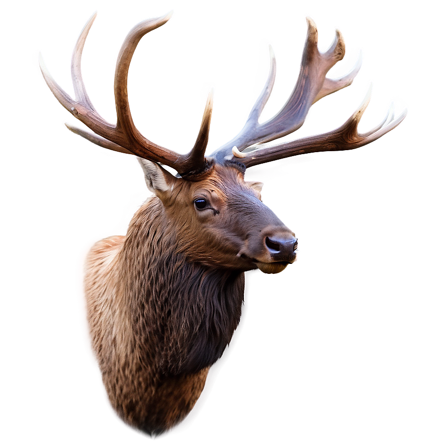 Elk Head Png Yys