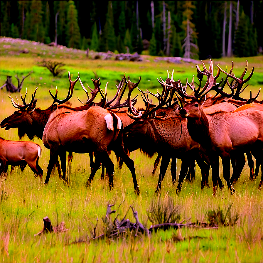 Elk Herd In Yellowstone Png 06112024