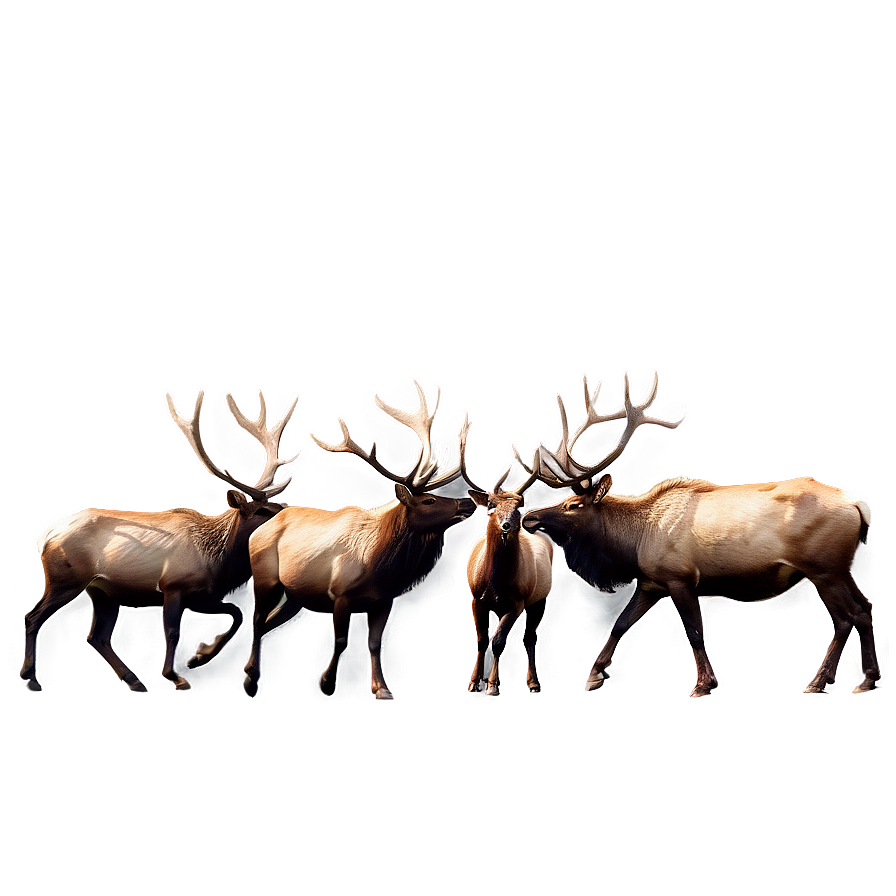 Elk Herd Png 05242024