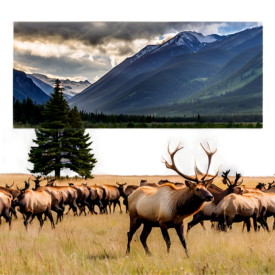 Elk Herd Png 24