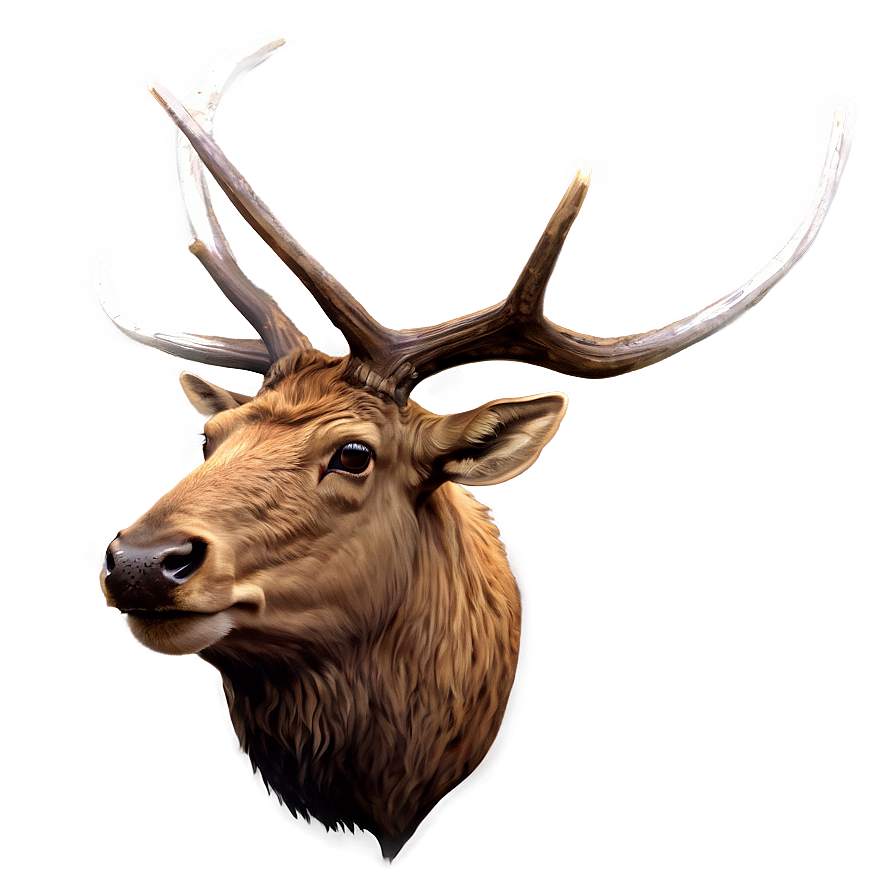 Elk Illustration Png 05242024