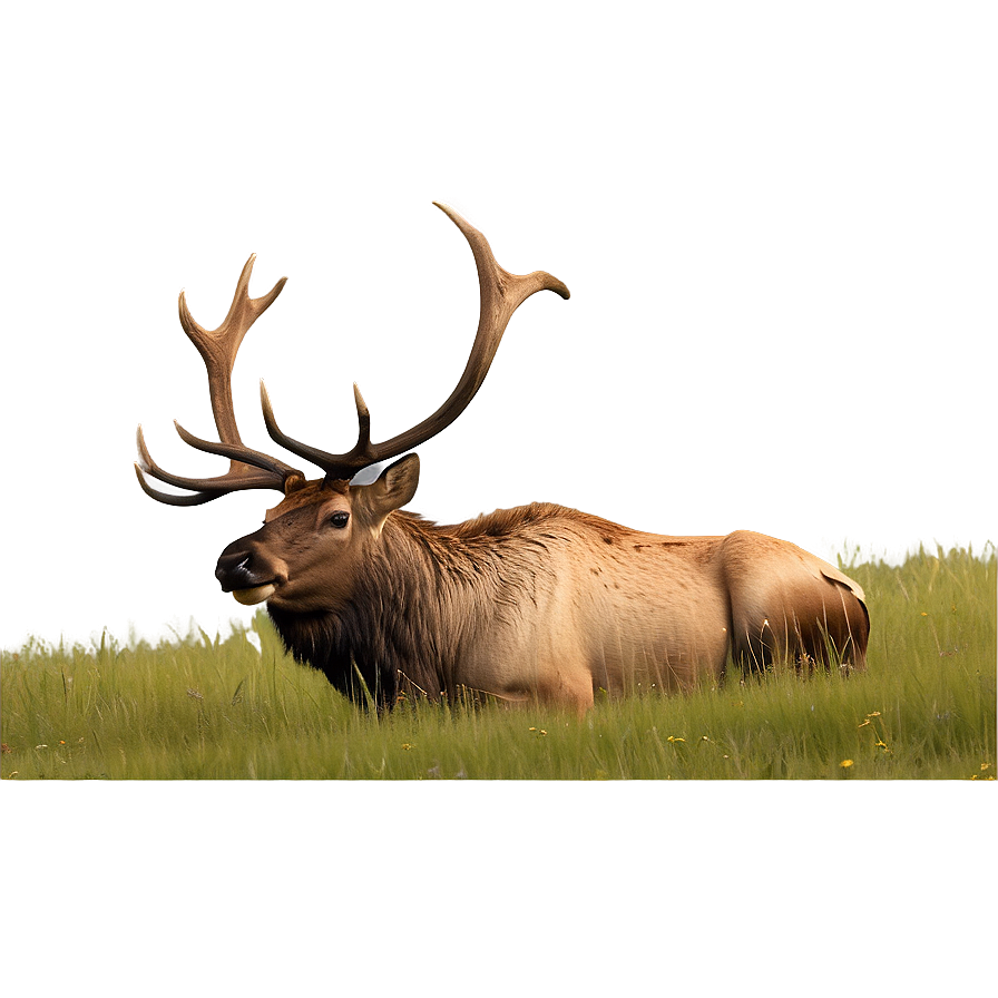 Elk In Meadow Png 05242024